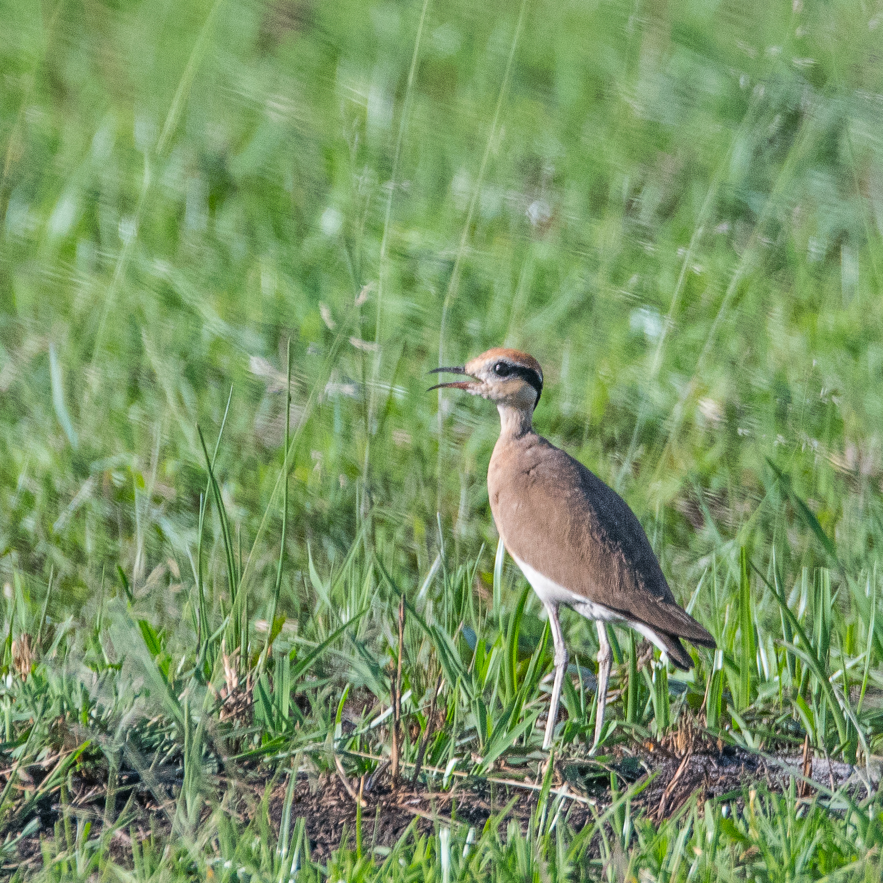 Courvite de Temminck (Temminck's courser, Cursorius temminckii), Shinde, Delta de l'Okavango, Botswana.